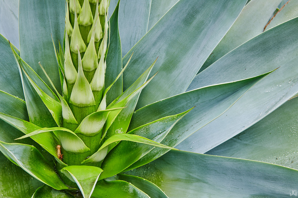 A large agave plant shows off its flower stalk, while its leaves capture raindrops.