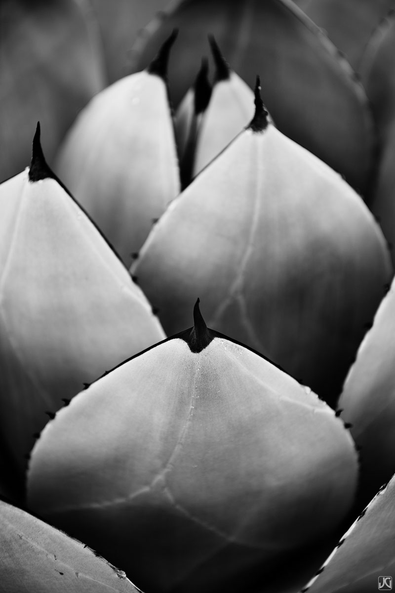 Layers of strong leaves help this agave plant to endure harsh environments.