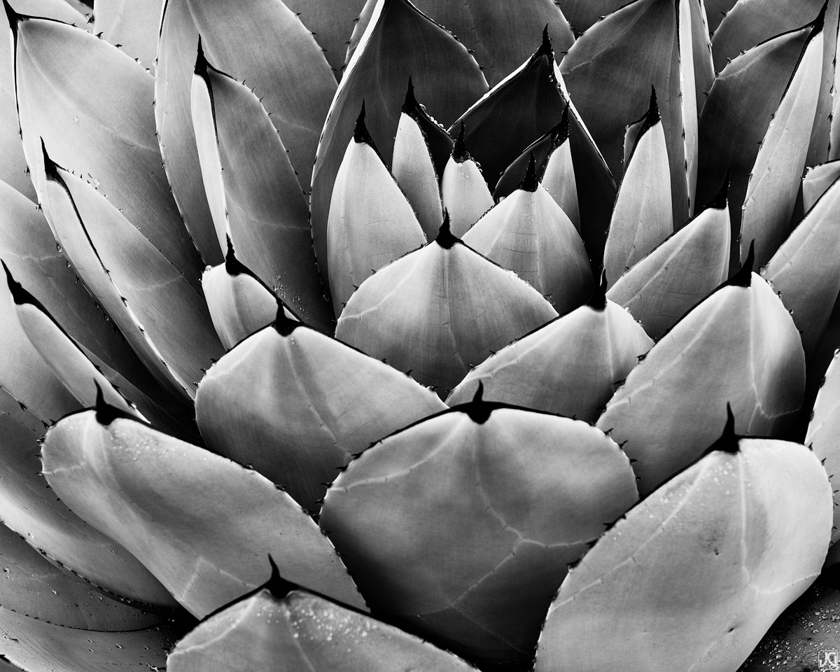 A tightly bound agave plant shows off its stark patterns.