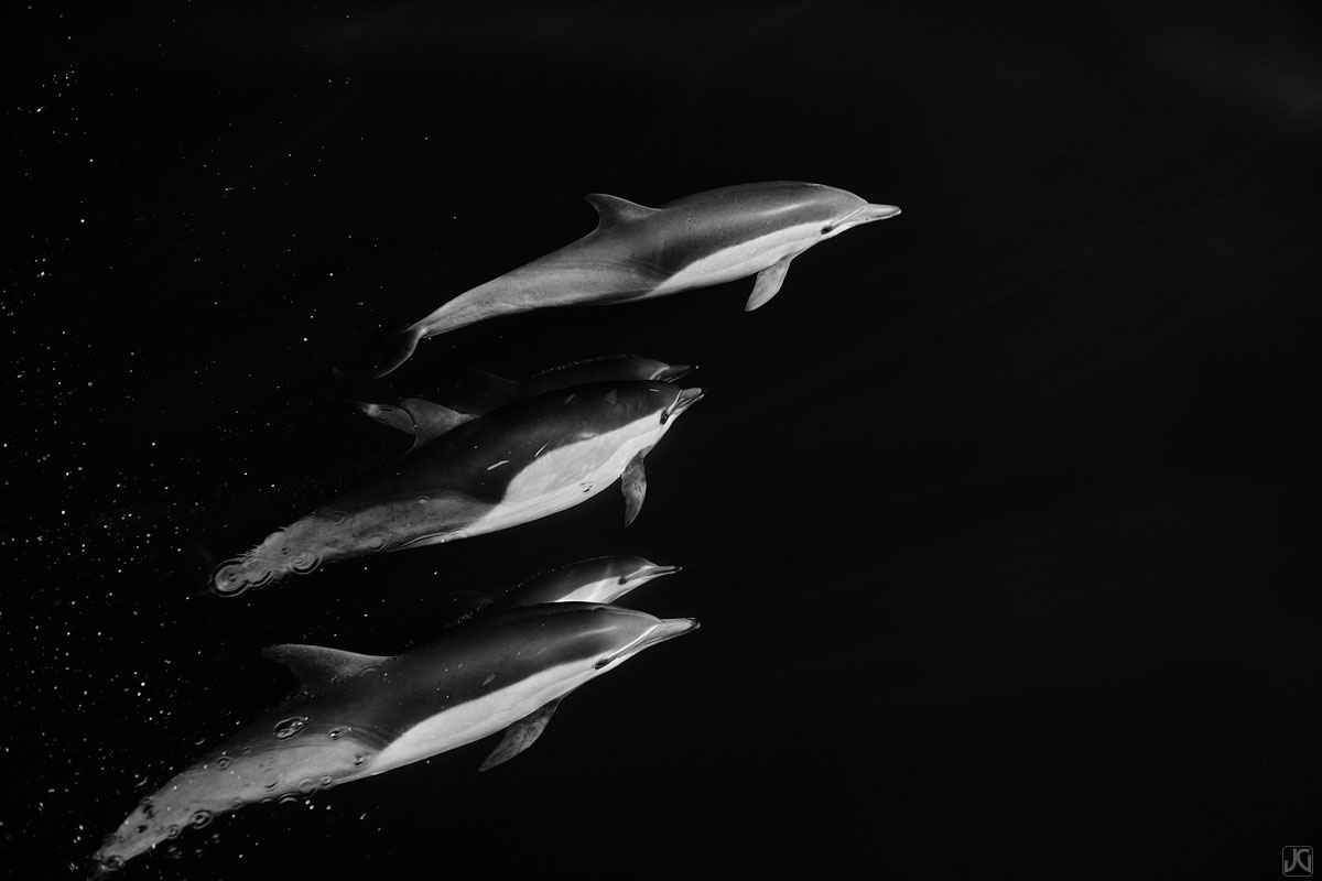 Strong family and pod bonds help dolphins survive out in the open ocean. They work together for food and shelter within their...