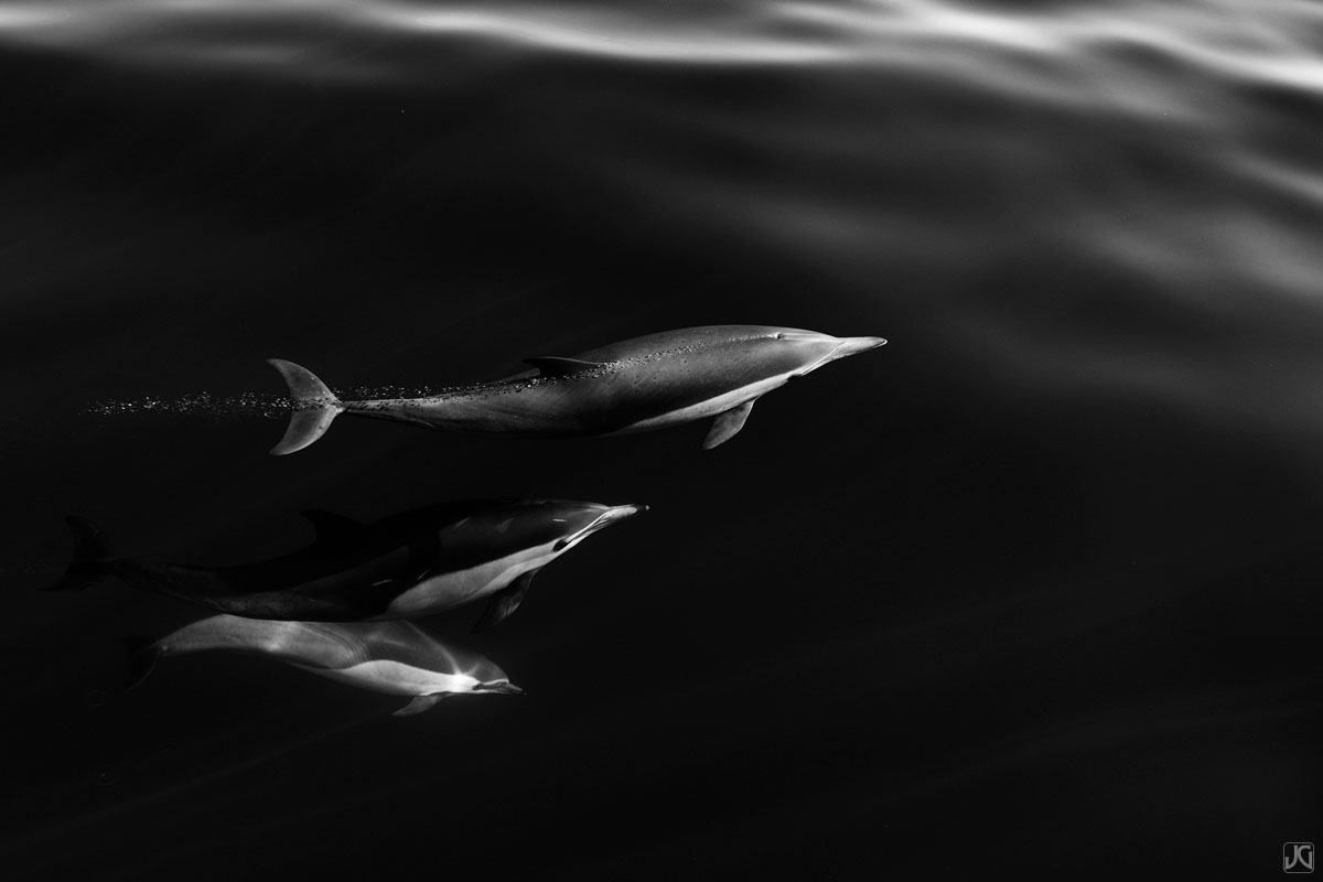 As these dolphins ride beside us, the top one blows a stream of bubbles to communicate with the others. Each dolphin has a unique...