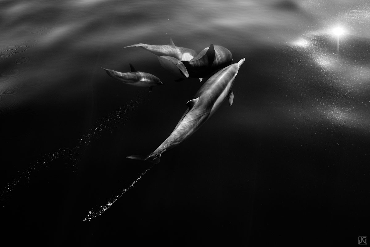 After grabbing some air and hanging out near the surface, this pod of dolphins are ready to dive down and change direction.