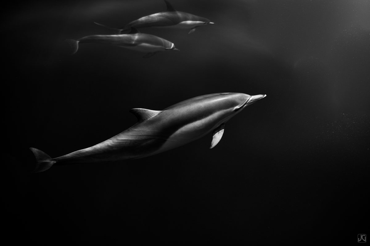 Watching several small pods of dolphins one morning off the coast of Oceanside, CA, I found the way they swam, jumped, dove and...