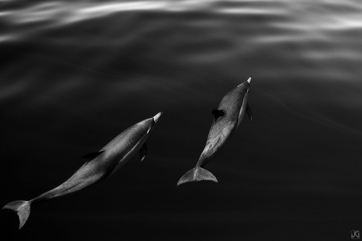 Silently swimming ahead, these two dolphins head out to the open ocean.
