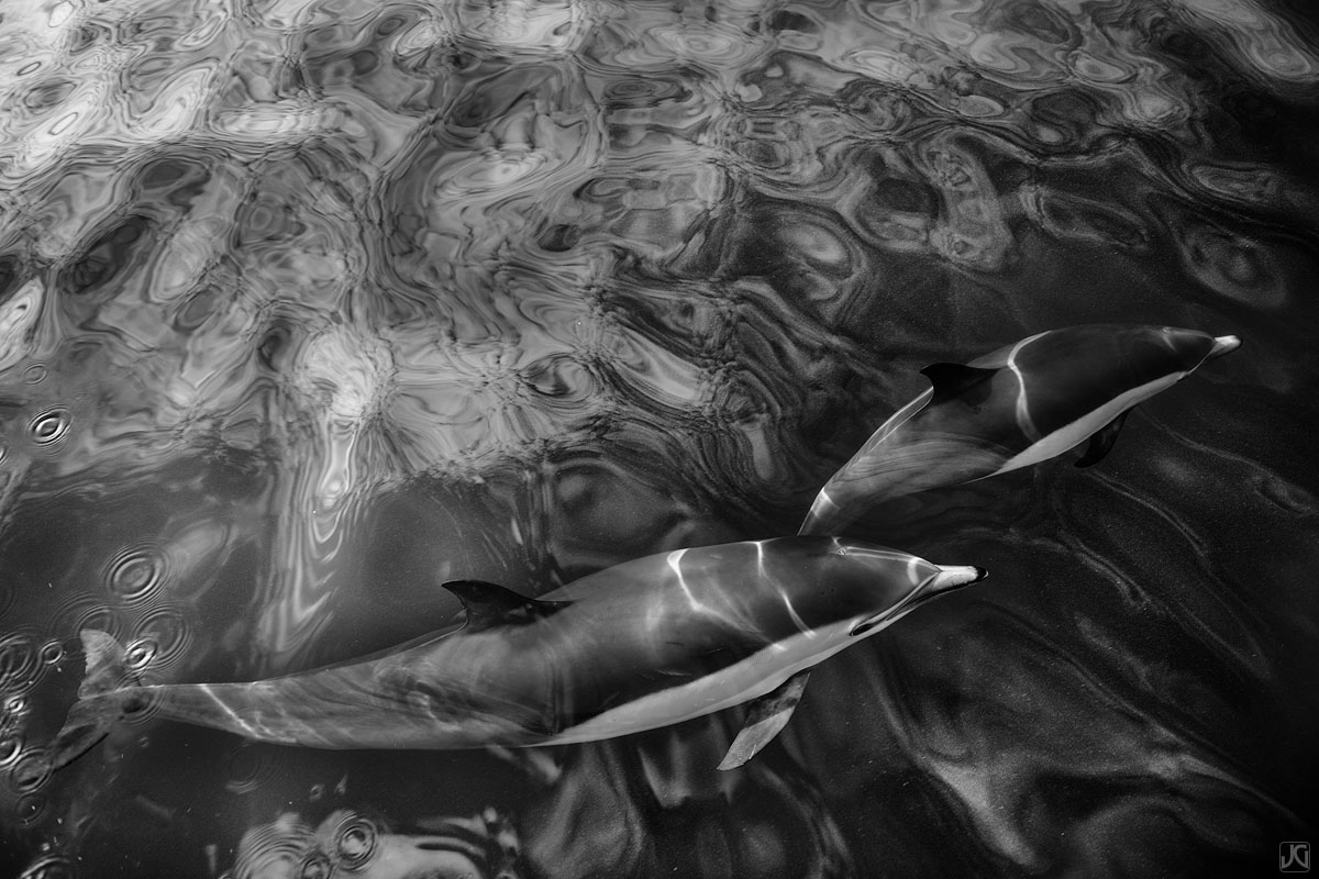 The high clouds above create cool patterns and shapes on the ocean surface, as two dolphins swim beneath.