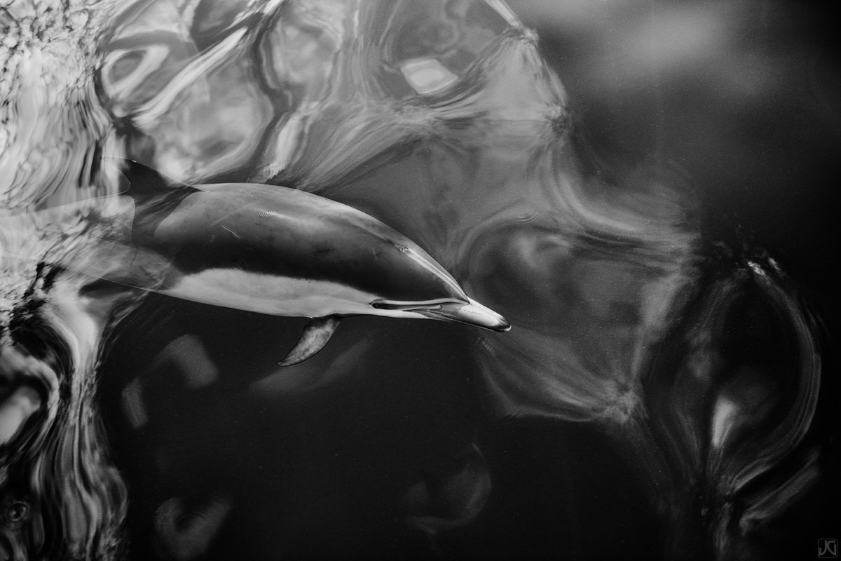 High clouds are reflected on the ocean surface, as a dolphin swims through.