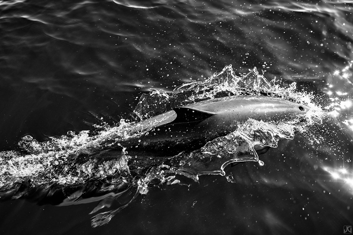 As a dolphin surfaces for air, water is pushed aside and the blowhole is free to inhale clean air.