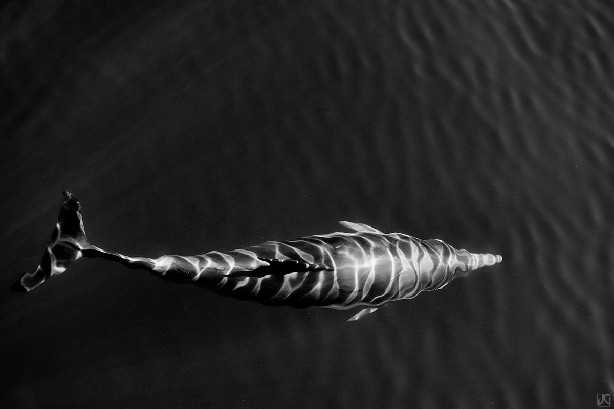 As the sunlight creates ever changing lines and patterns, this dolphin temporarily transforms into a tiger.