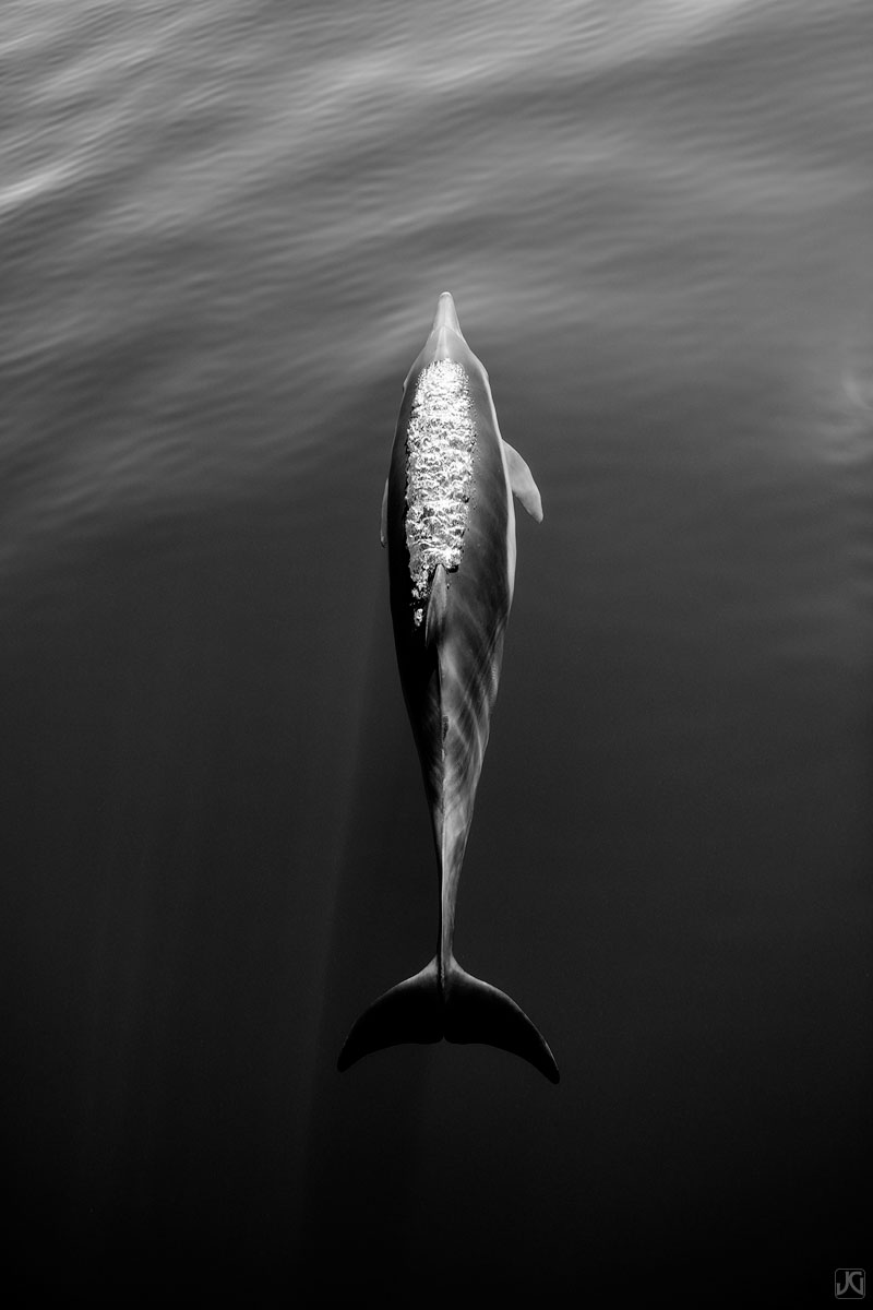 As this solitary dolphin releases air, it creates the impression of a jet ignition.
