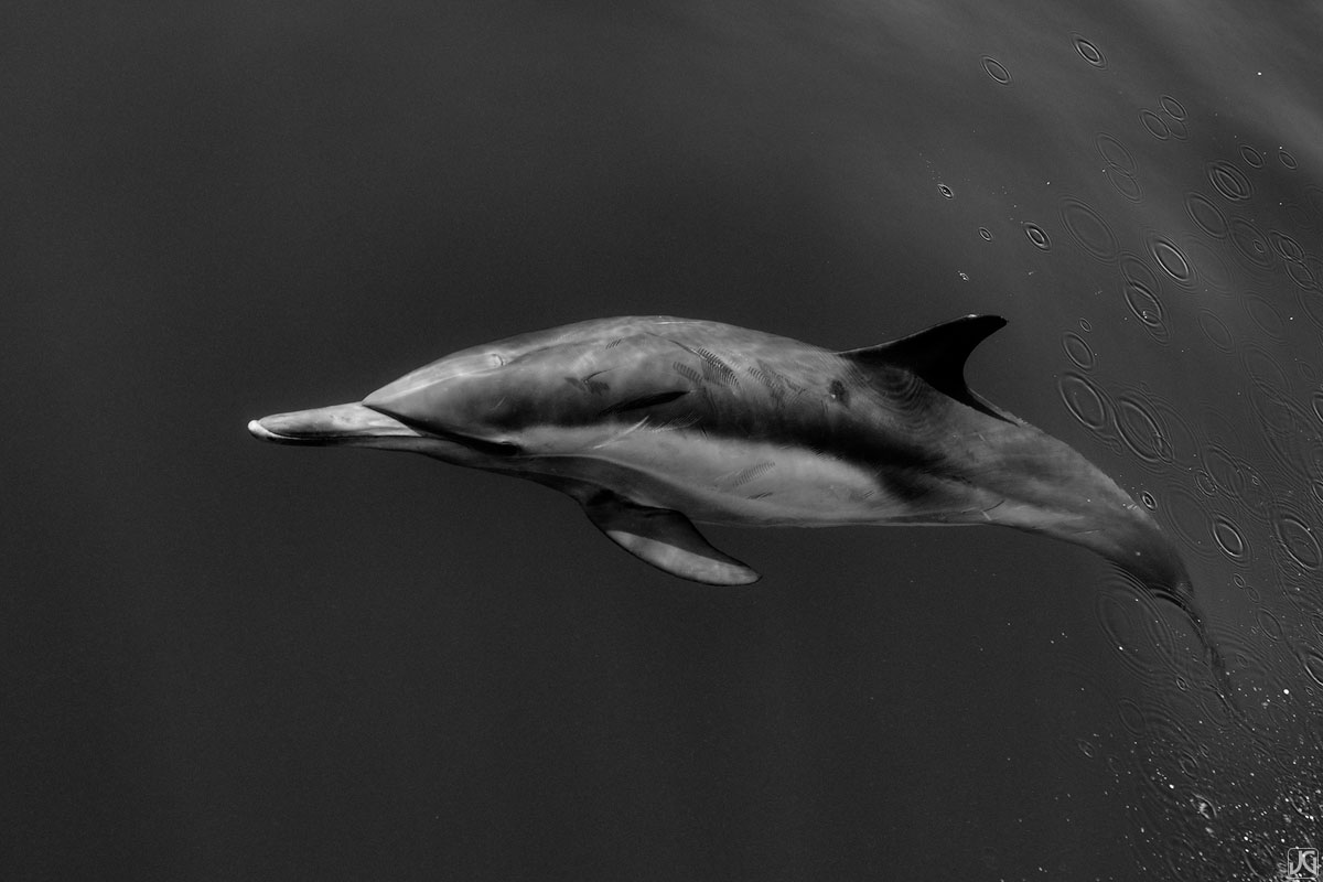 A solitary dolphin riding the bow, soon to join back up with his pod members in the open ocean.