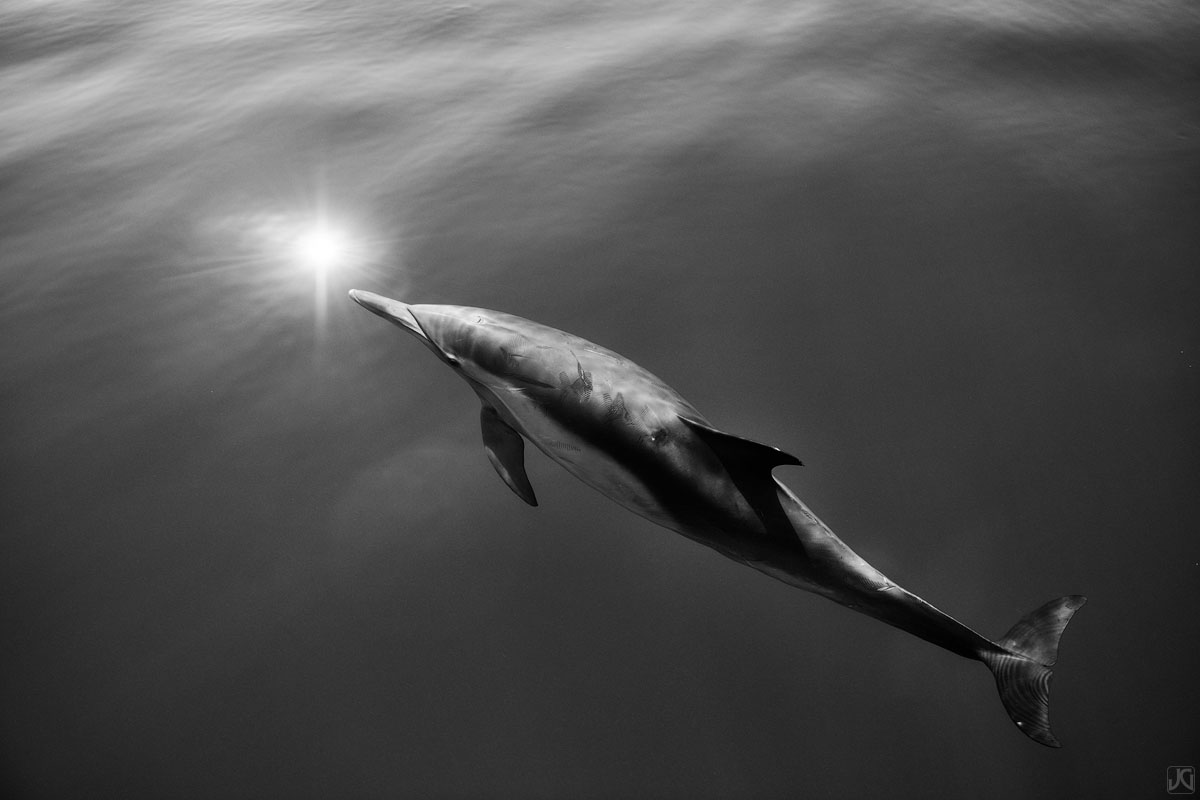 Out of the darkness of the ocean, a lone dolphin rises towards the morning light.