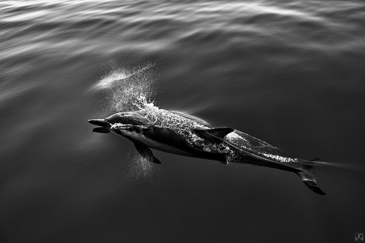 As this solo dolphin surfaces for air, it breaks the glassy ocean water before silently slipping below.