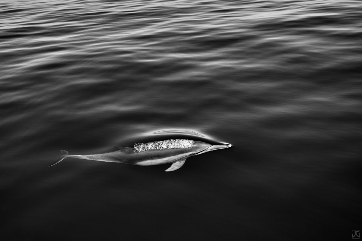 A lone dolphin slices the ocean surface for air.