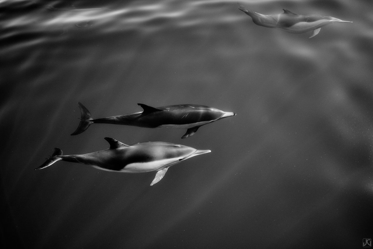 The small, tight formations that dolphins swim in reminds me of air shows. This little crew swam next to the boat for a few minutes...