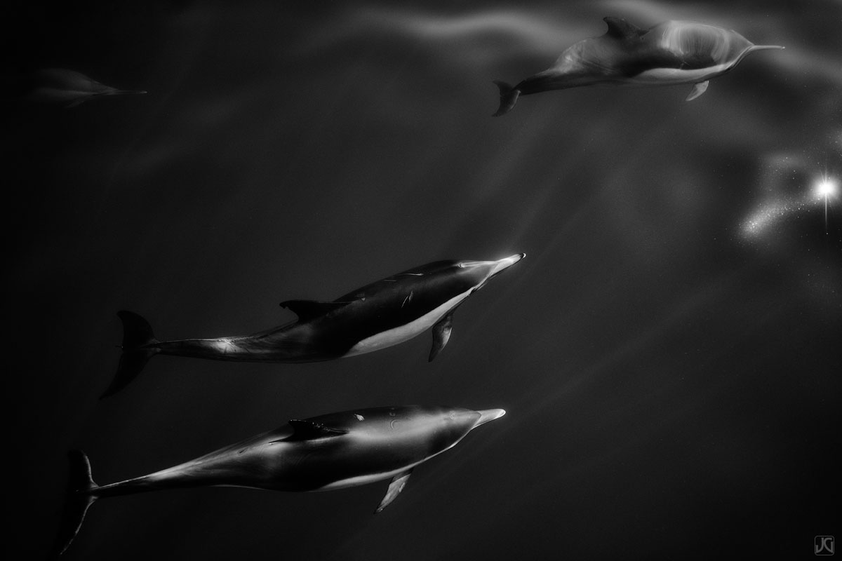 Sunlight filters through the top layers of the ocean, beams radiate down and these common dolphins seem to take flight. Their...