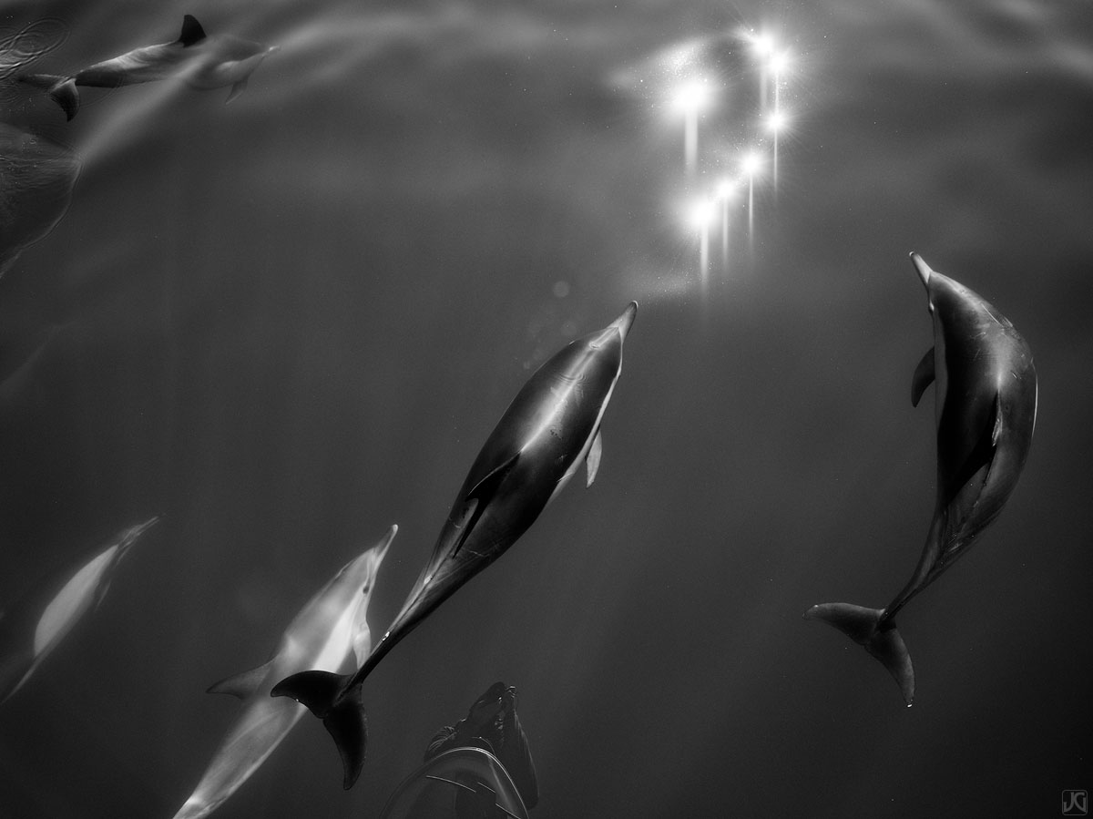 Seemingly fixed on the reflected light, these dolphins take different paths with the same goal.
