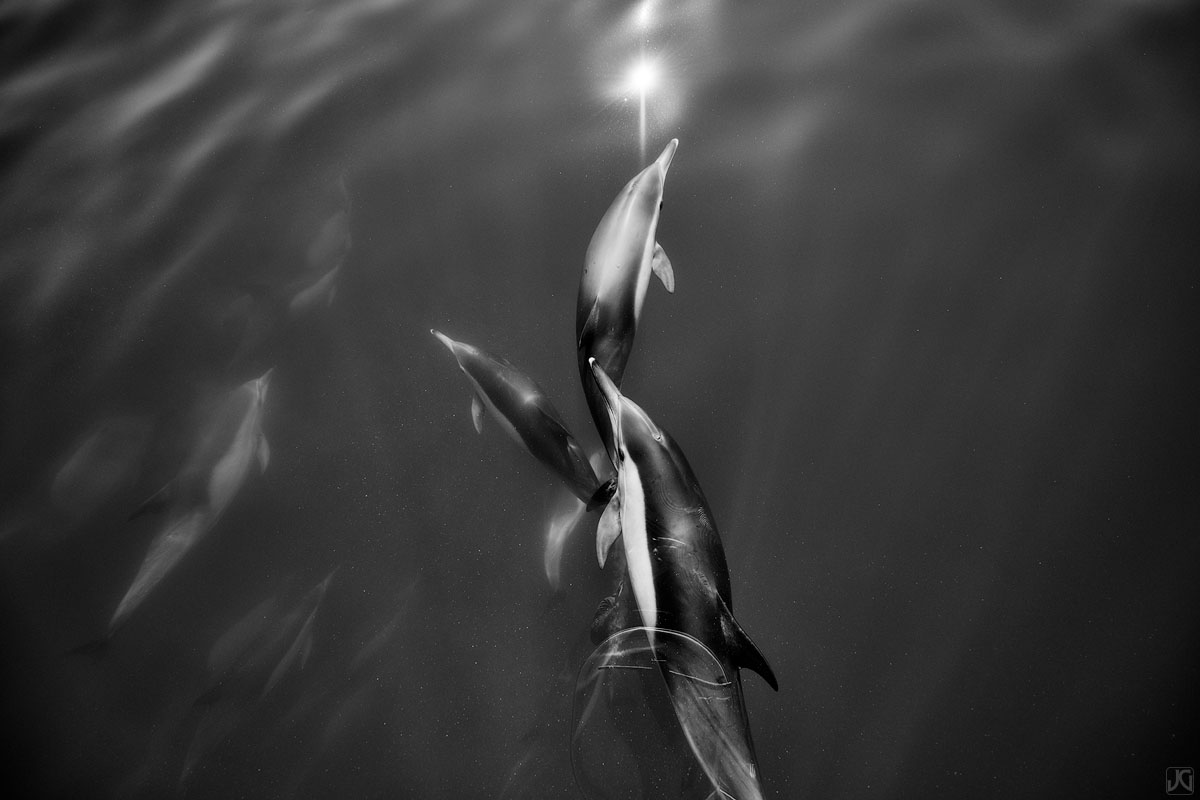 Tightly bound, intertwined, yet perfectly spaced, these dolphins seem to be reaching out to the rest of the pod in the distance...