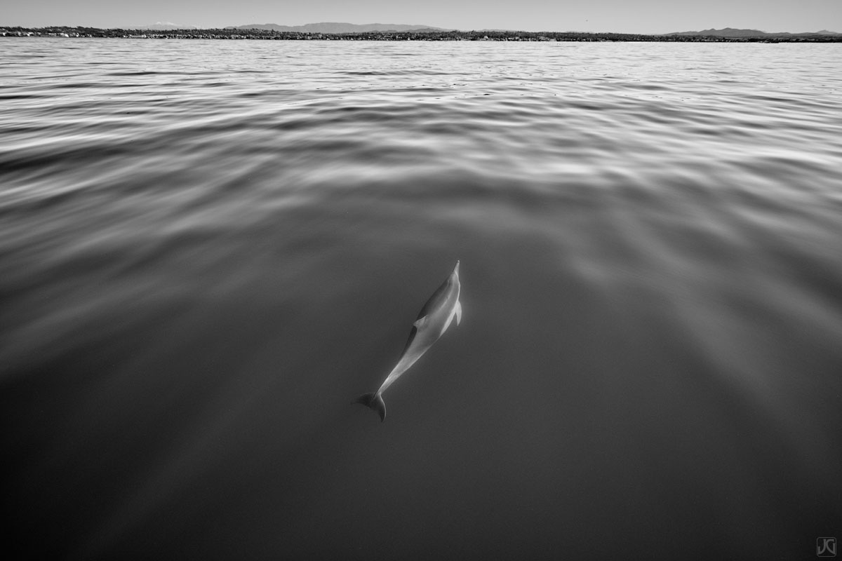 As a dolphin begins to surface, the edge of two worlds is revealed.