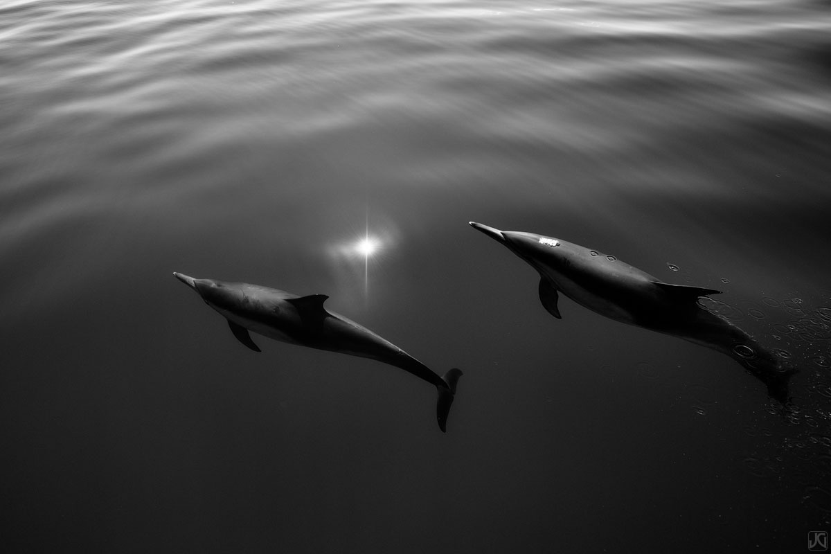 As if attached, these two dolphins swim in unison.