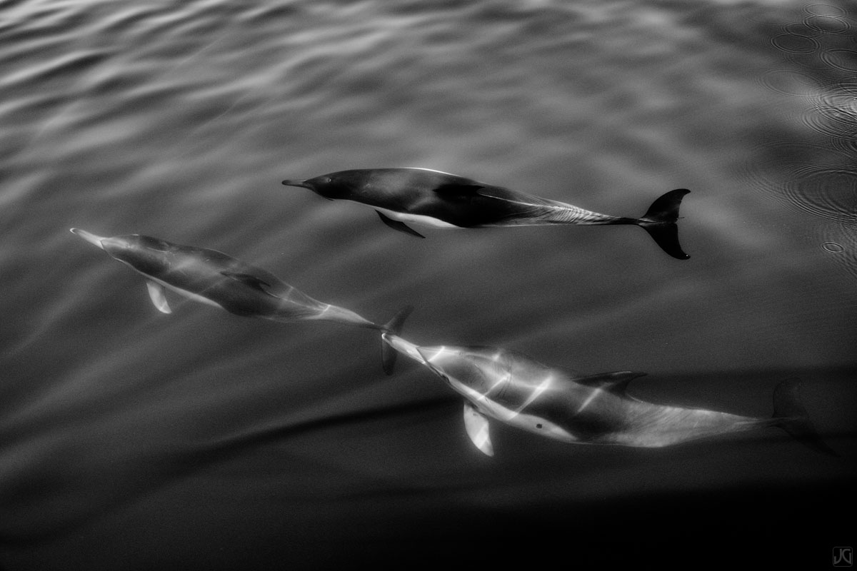 Sunshine filters through the ocean water, creating light beams as members of a small pod of dolphins fly through.