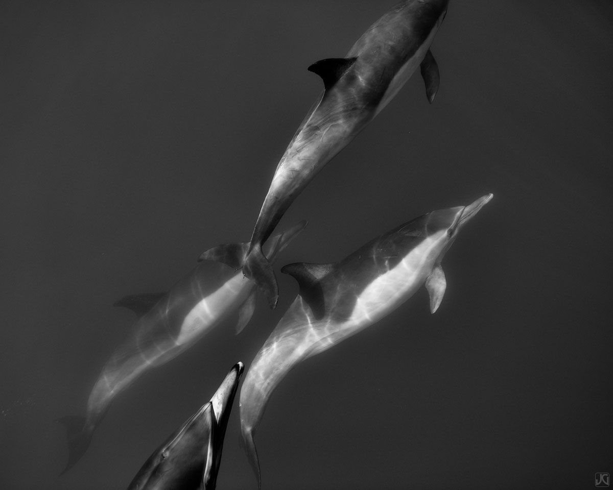 Tightly formed, this small pod of dolphins cruise seemingly effortlessly through the open ocean.