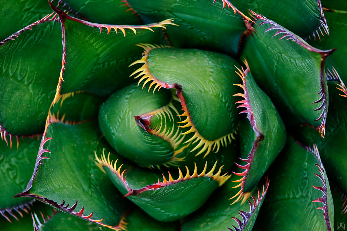 Shaw's Agave in a tightly bundled configuration. These plants are quite impressive and have a mean look to them.