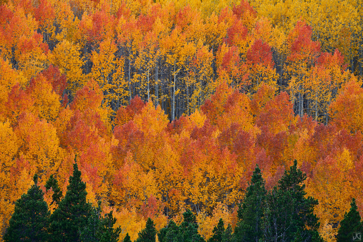 As autumn nears peak, aspen leaves change their colors and rise to the front of the visual spectrum.