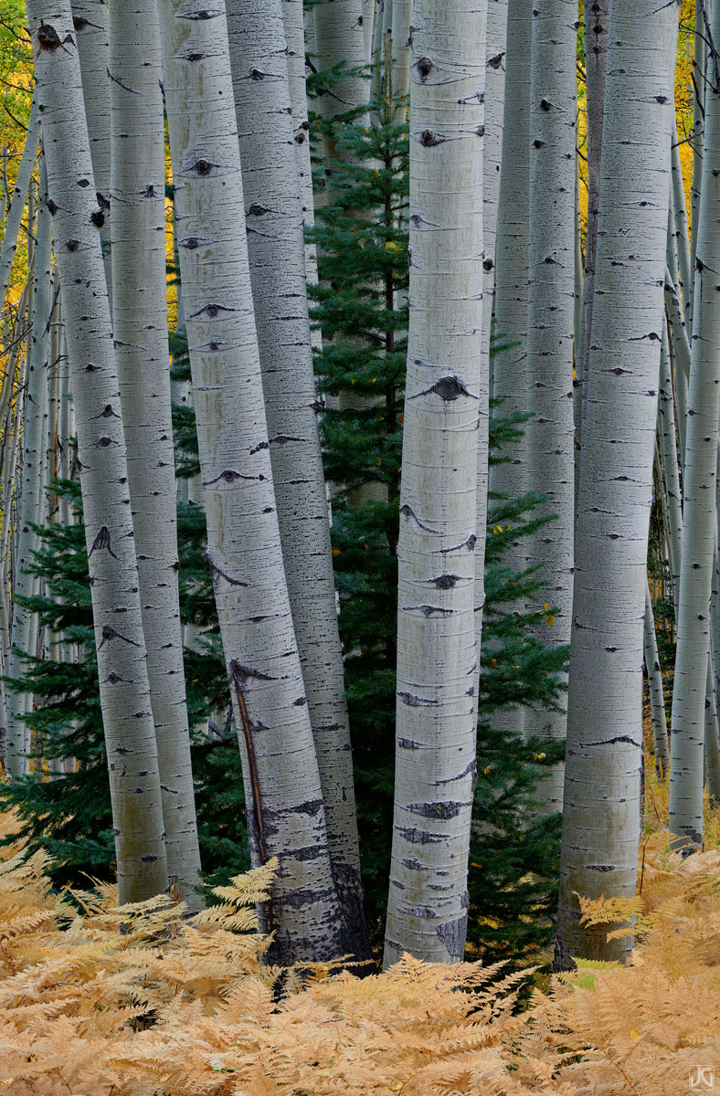 Aspen trees surround a fir tree in a forest covered with autumn colored ferns.