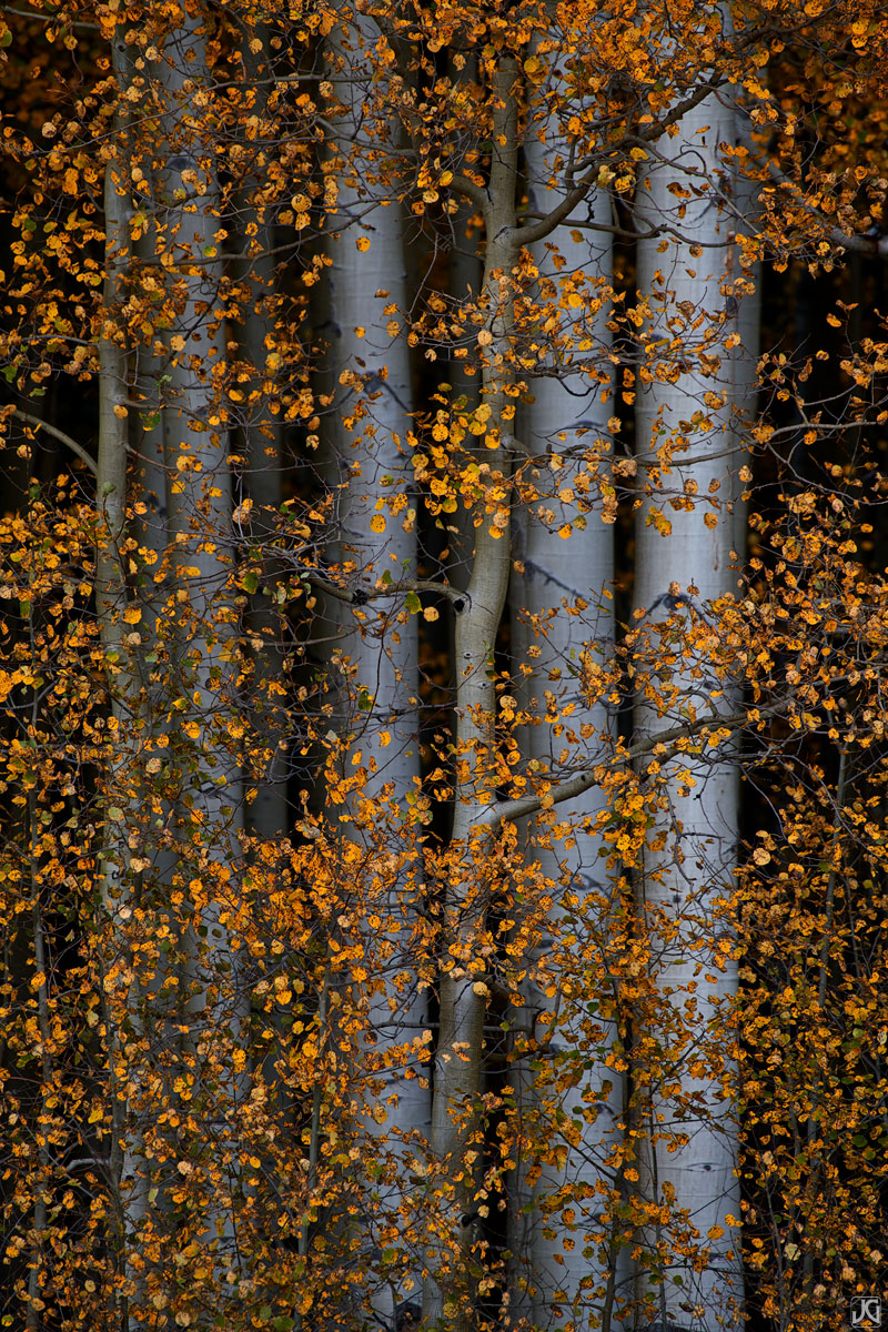 Soft blue hour light bathes these aspen trunks behind a veil of autumn orange leaves.
