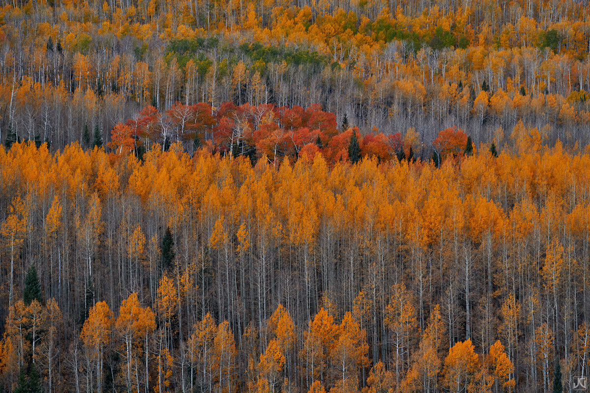 Layers of colorful aspen trees in different stages of fall color line this hillside in the southwestern part of Colorado.