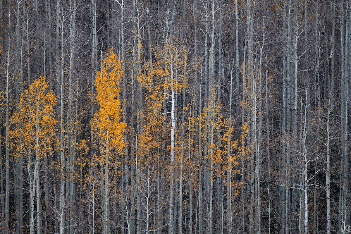 A few aspen trees hold on to their autumn colored leaves.