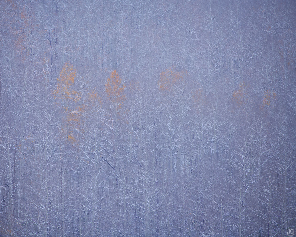 Late autumn snow conceals an aspen forest in transition.