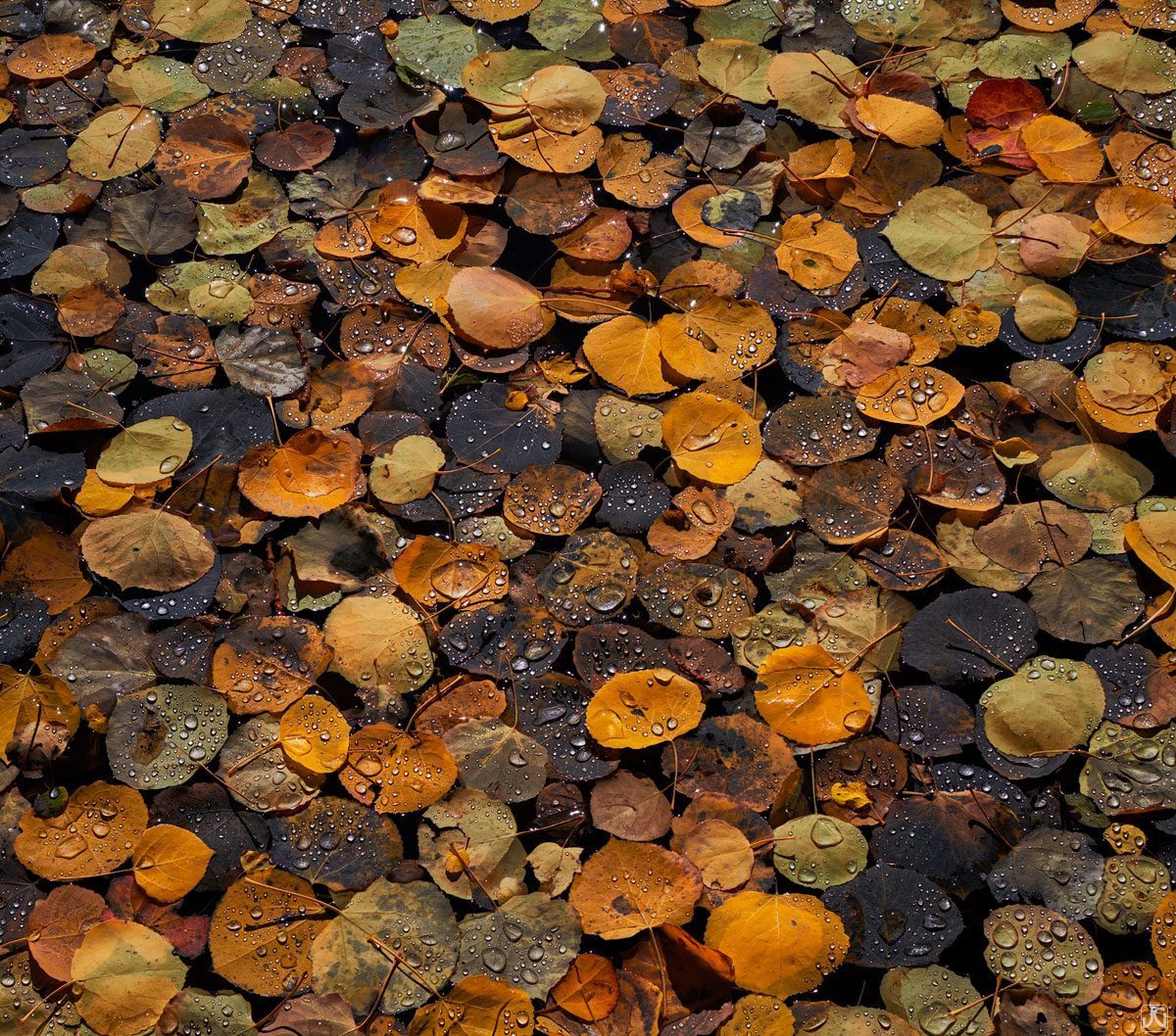 Autumn aspen leaves hold onto the last remaining drops of water left over from a late fall snow storm.