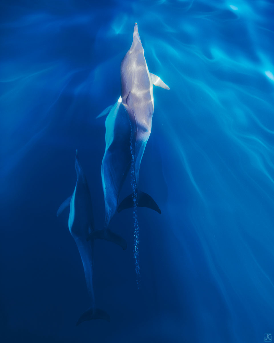 Dolphins swim just beneath the surface of the ocean, as filtered sunlight dances around them.