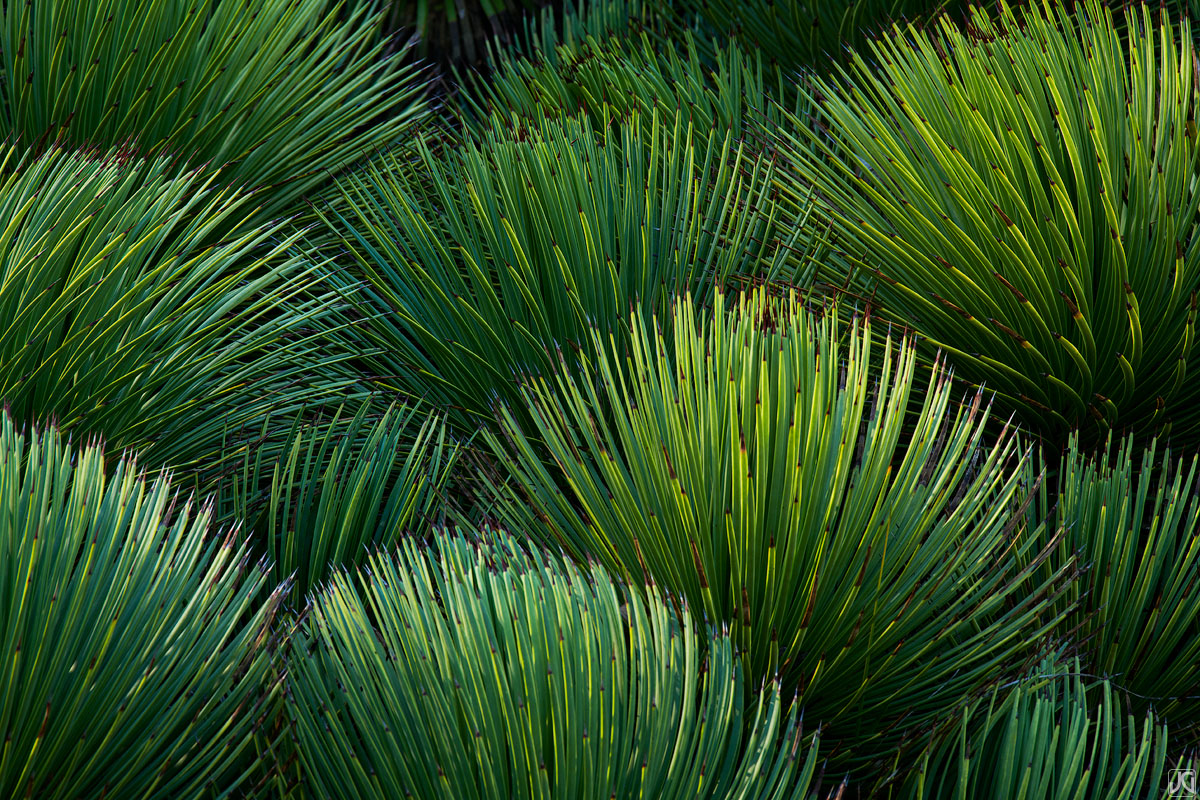 Hedgehog agave plants basking in the early morning light.