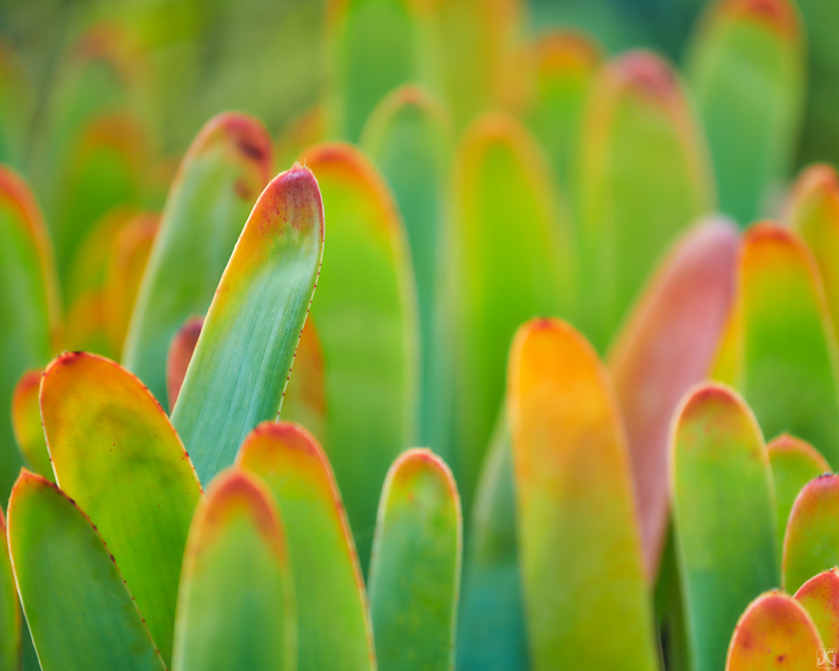Succulent leaves grow in a tight bunch under the soft, early morning light.
