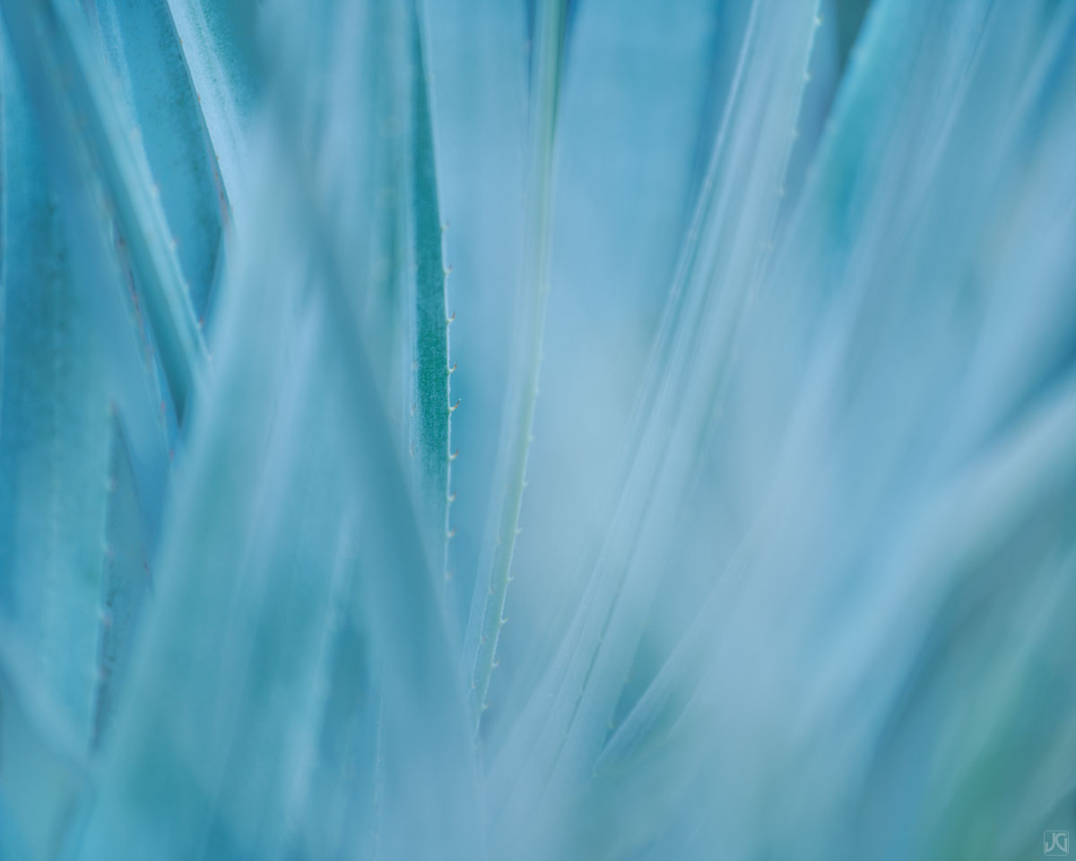 Layers and layers of blue agave leaves melt together.