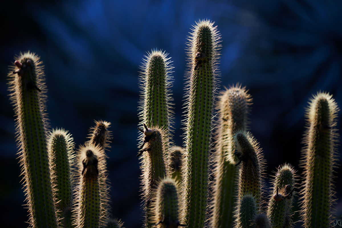 Cleistocactus are backlit by mid morning sunlight.