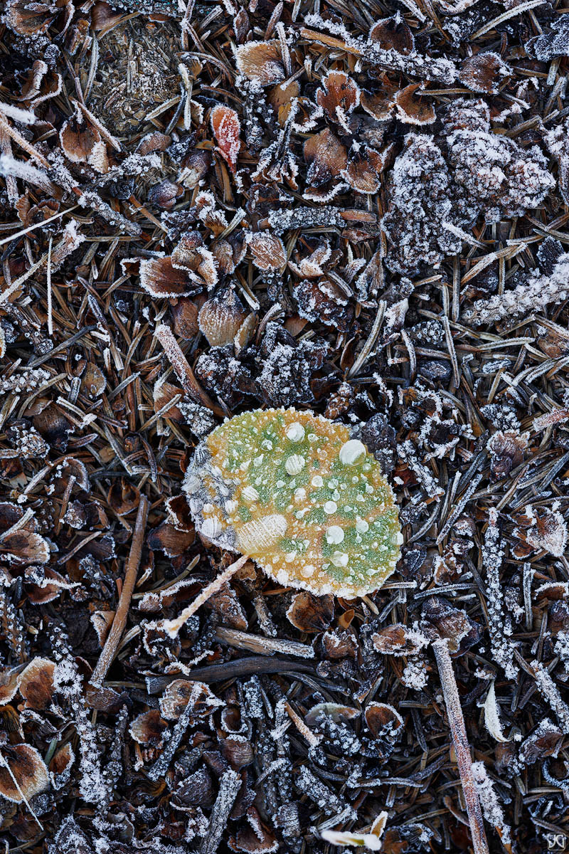 A singular autumn aspen leaf with a touch of frost, lies on the forest floor that is filled with pine needles and other fall...