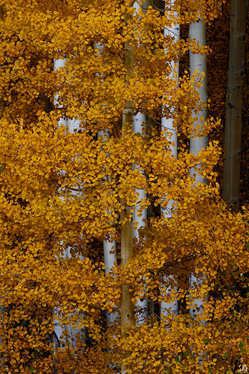 Autumn aspen leaves partially cover up the columns of aspen boles behind.