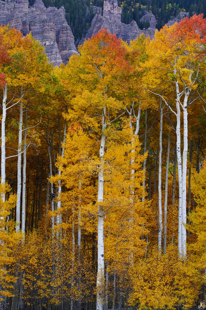 Aspen trees in various stages of their autumn color show, rise up towards the cliffs.