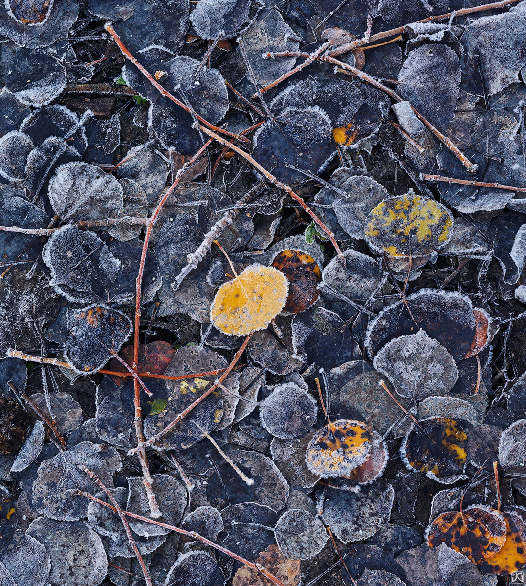 Small twigs and early morning frost lie on a carpet of autumn aspen leaves in their various states of decomposition.