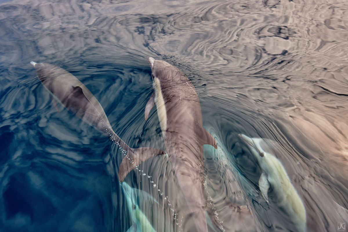 Dolphins swim beneath the frosted reflections of clouds on the surface of the ocean.
