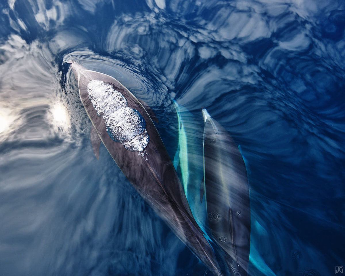 Surfacing for air, this dolphin seems to be flying above the clouds and the other dolphins below.