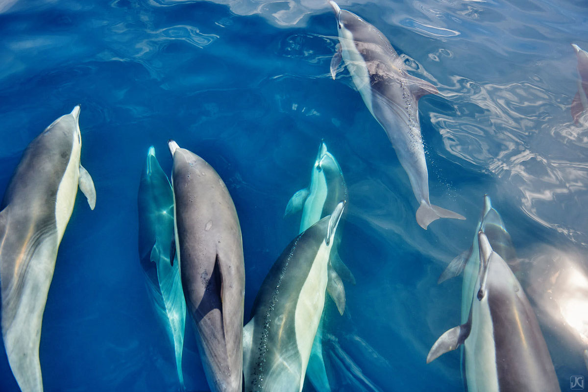 I have interacted, observed and photographed this large local pod of dolphins for many outings. It's calming to know that they...