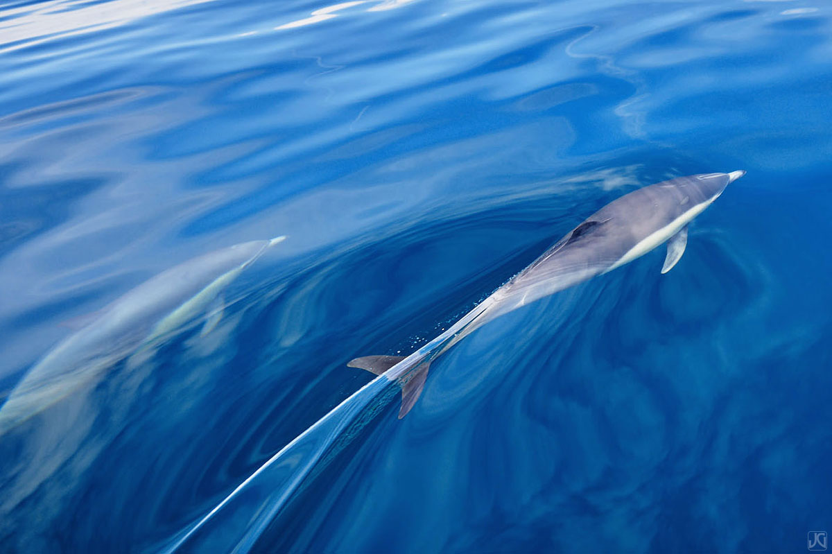As dolphins swim by, they slice through the top layer of the ocean when they surface for air.
