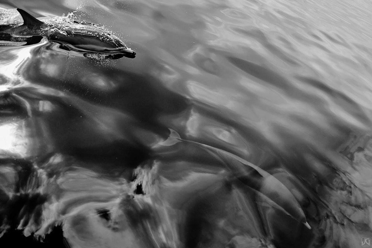 Dolphins skate through the highlights and shadows of the clouds above the ocean.