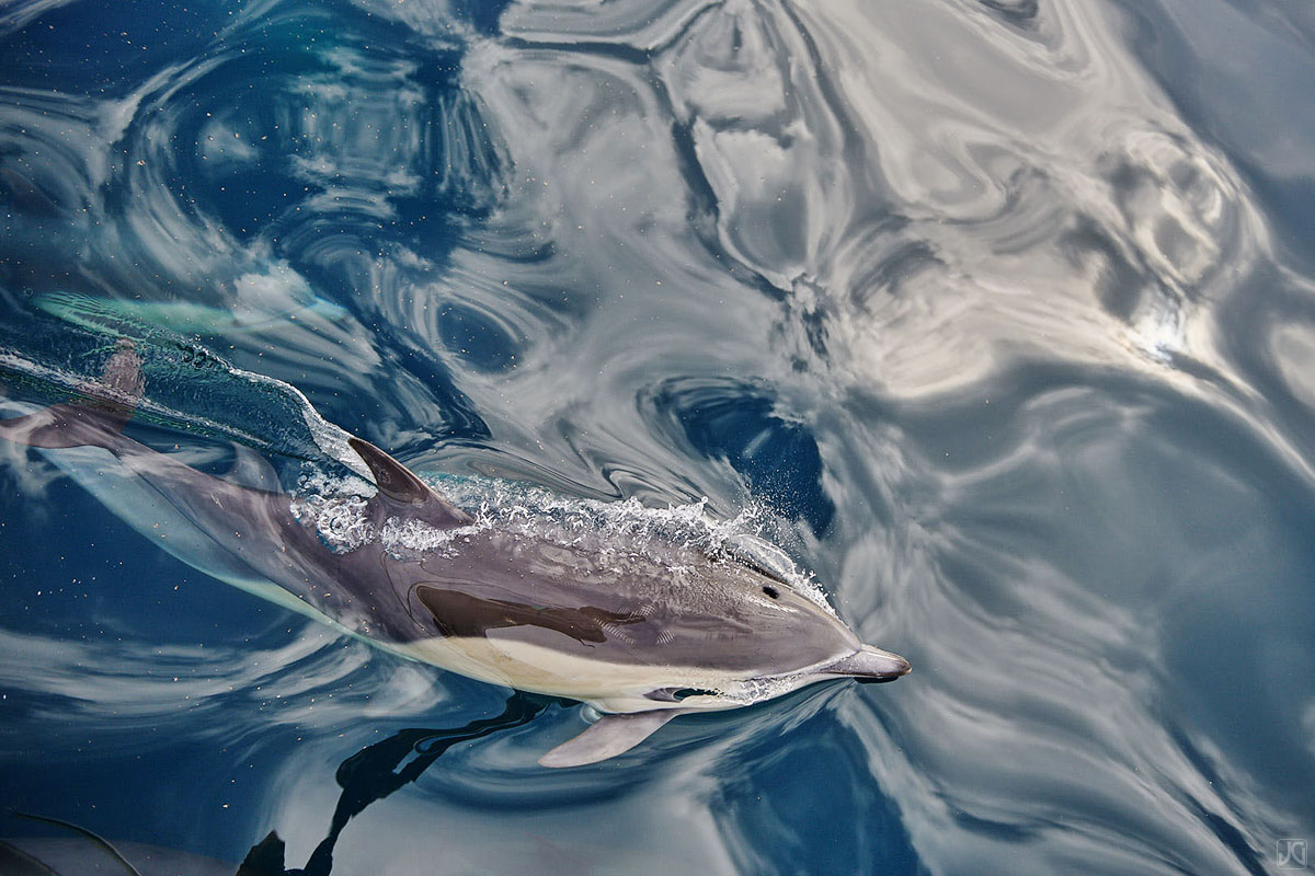 Built for the open ocean, a dolphin's body is lean and aerodynamic.  This dolphin seems to be flying through the clouds.