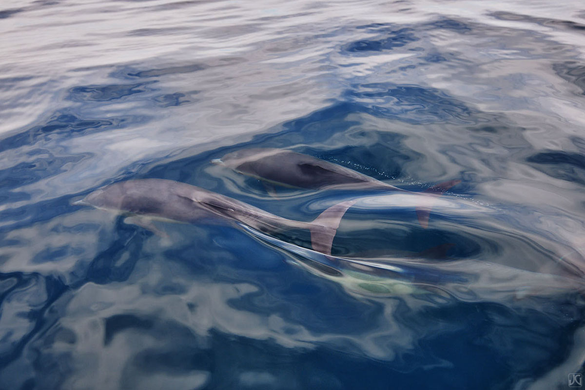Two dolphins surface, momentarily reshaping the clouds, then blend back in with the reflections in the ocean.