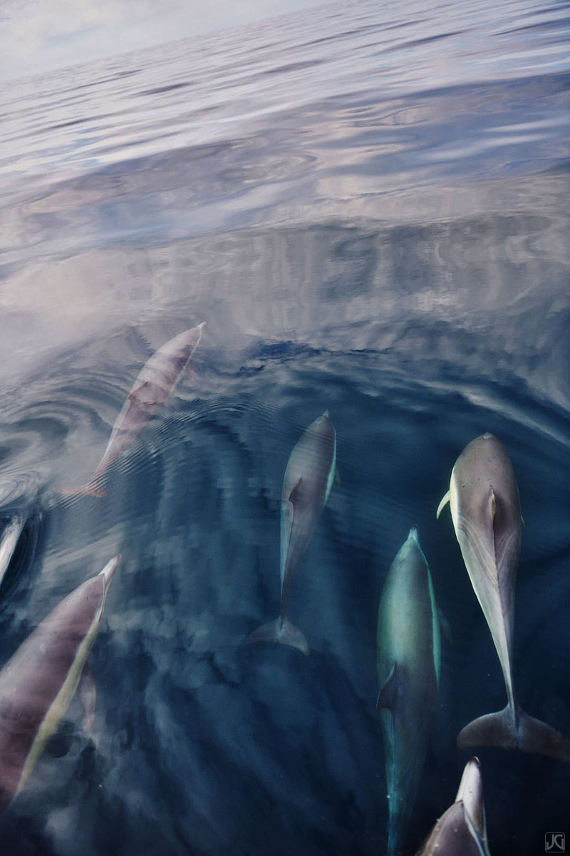 Named after my friends at Humble Sea Brewing Company, this image evokes a mural in my mind, one of dolphins and their journey...
